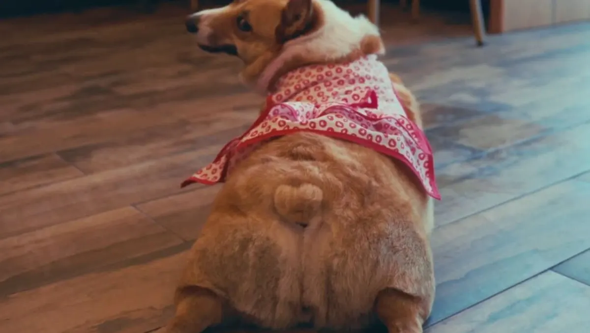 Padme, corgi de Corgi con Leche