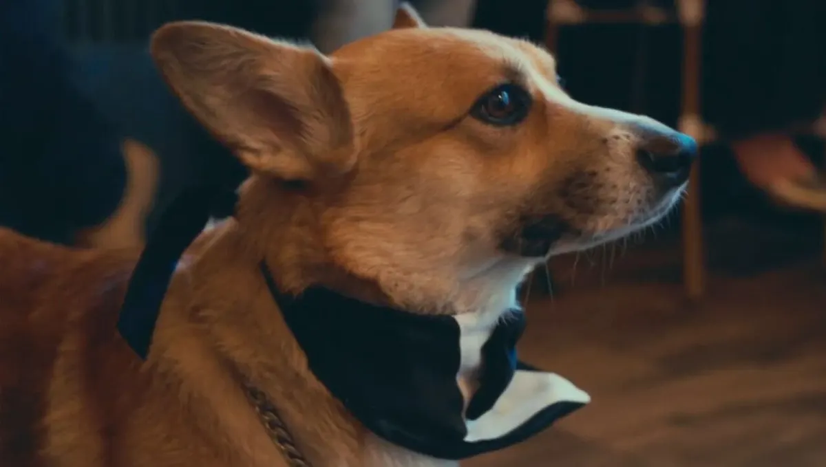 Archie, corgi de Corgi con Leche