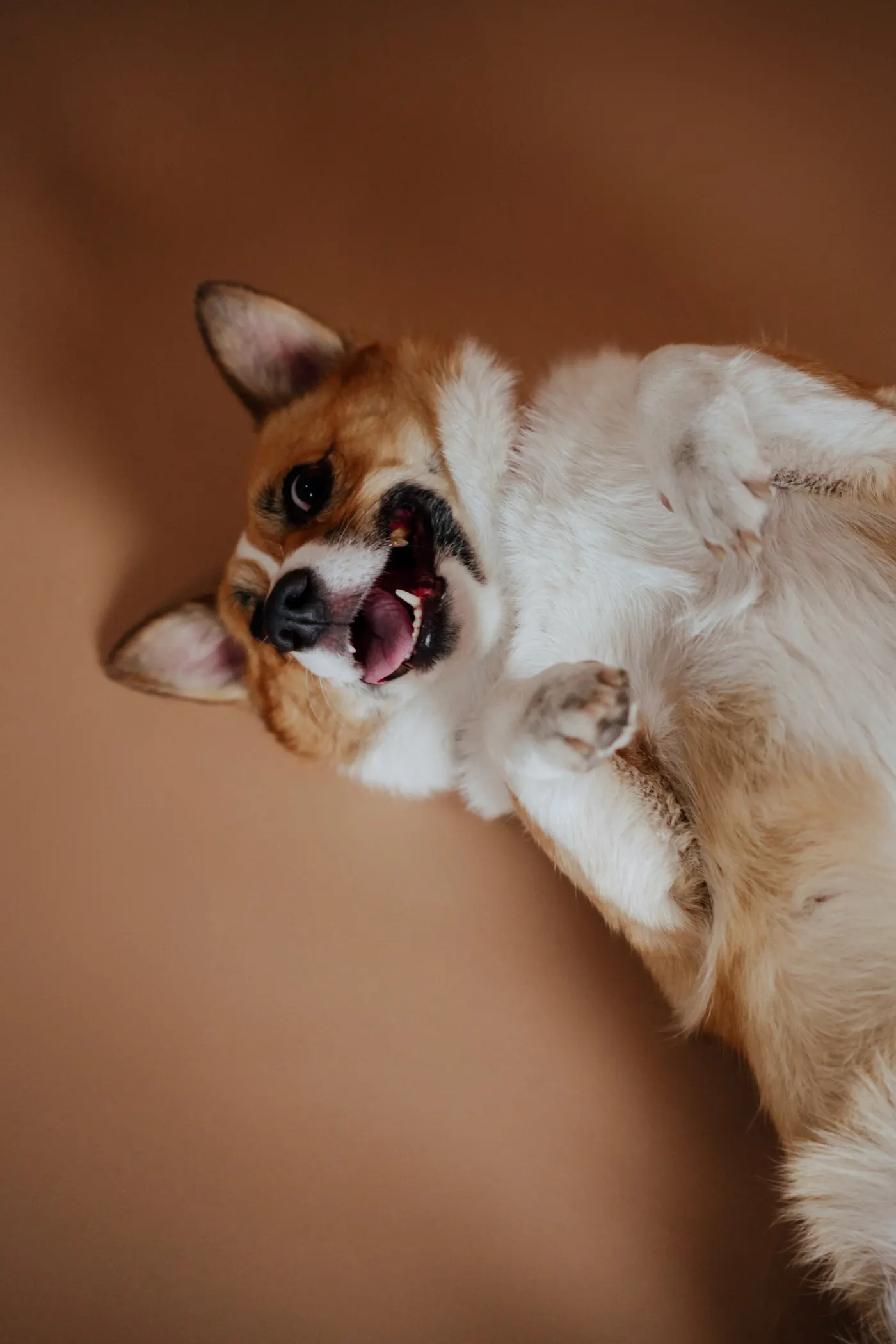 Corgi feliz en Corgi con Leche, café con corgis en Zapopan