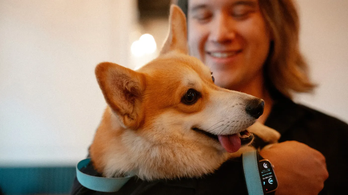 Interior y platillos de Corgi con Leche, foto 8