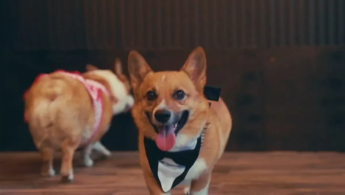 Fibo, corgi de Corgi con Leche